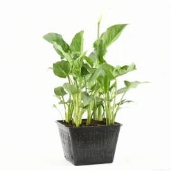 Moerasaronskelk (Zantedeschia Aethiopica) -Goedkope Tuin Kunst Winkel zantedeschia aethiopica s e 13695 p28