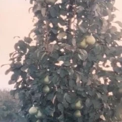 Zuil-peer (Pyrus Communis 'Obelisk') 7 Zuil-peer (Pyrus Communis 'Obelisk') -Goedkope Tuin Kunst Winkel zuil peer pyrus communis obelisk pyrus communis obelisk c8d 2