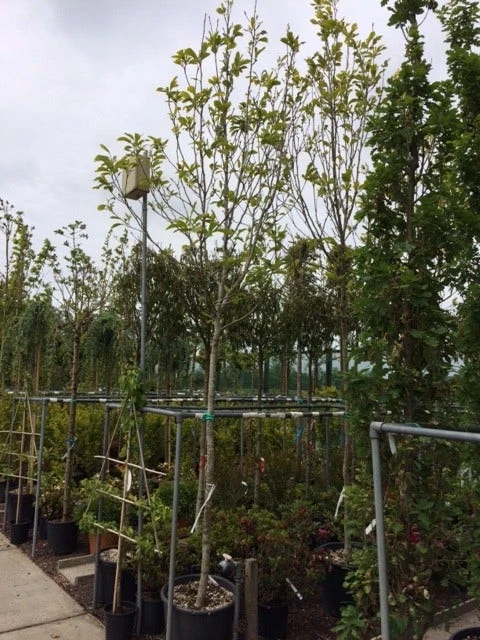 Goedkope Tuin Kunst Winkel -Goedkope Tuin Kunst Winkel 3